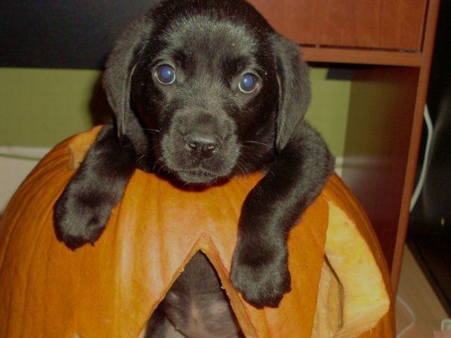 These funny animals (37 pics)