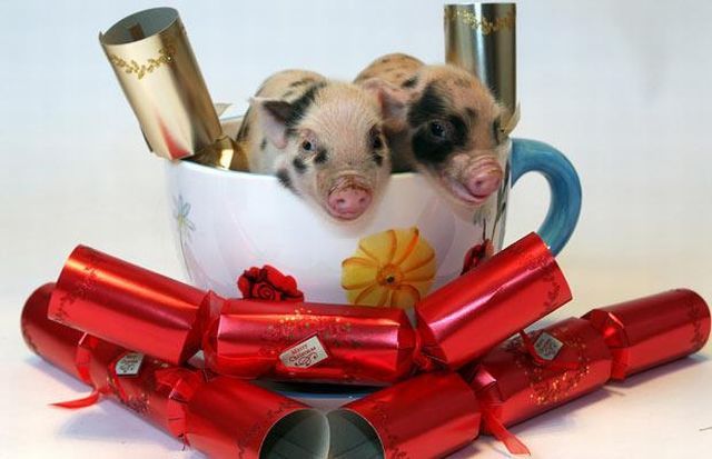 These funny animals (37 pics)
