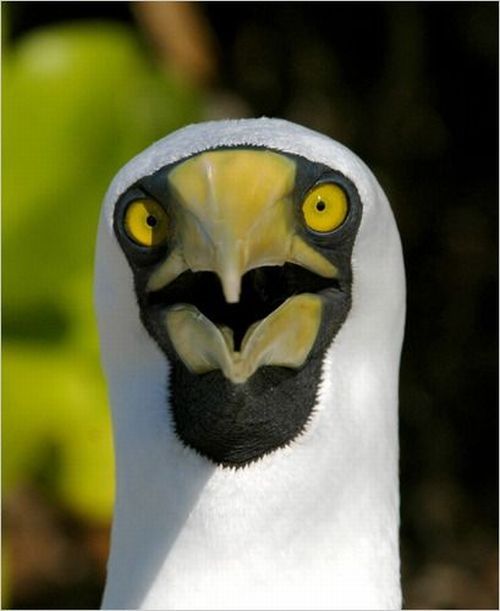 These funny animals (37 pics)