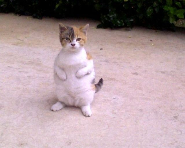 These funny animals (37 pics)