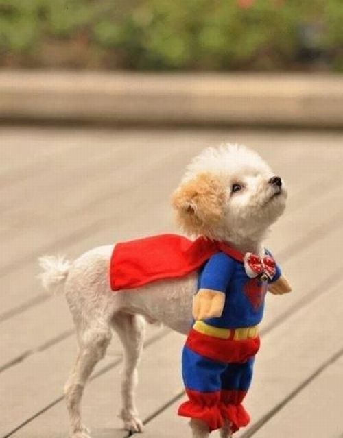 These funny animals (37 pics)