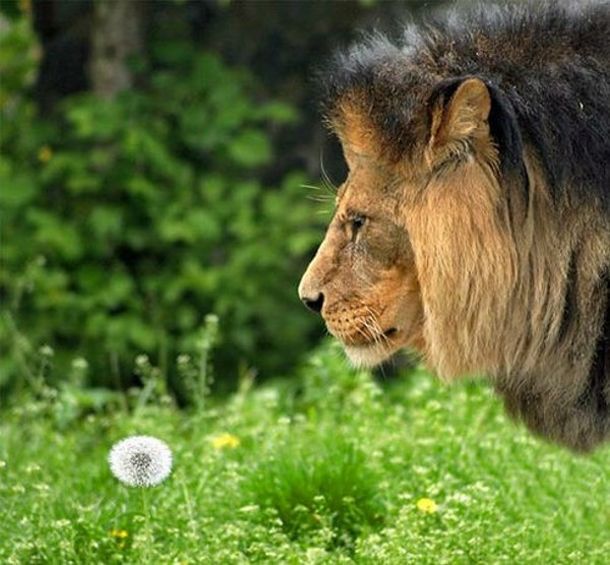 These funny animals (37 pics)