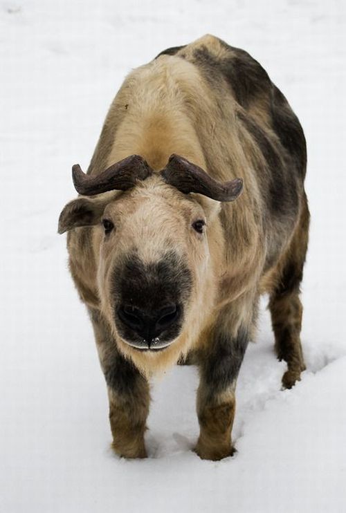 These funny animals (37 pics)