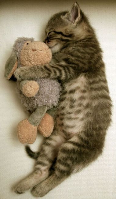 Cute Kitties (111 pics)