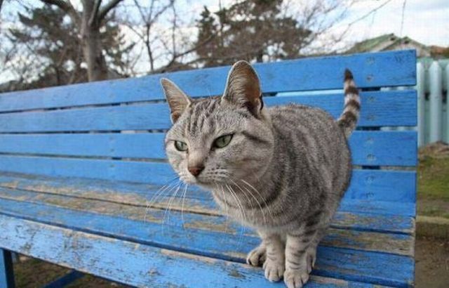 Attack of a Predator (3 pics)