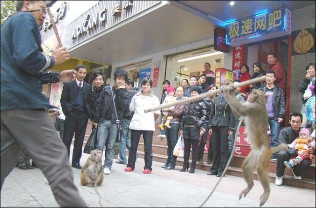 Kung-Fu Monkey (3 pics)