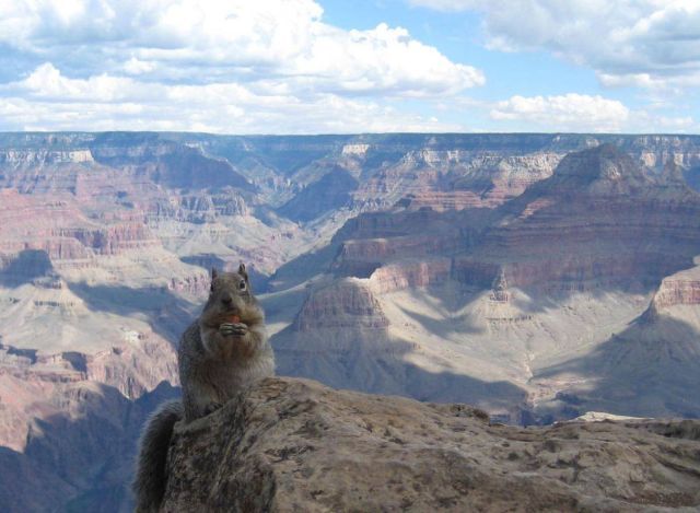 These funny animals (38 pics)