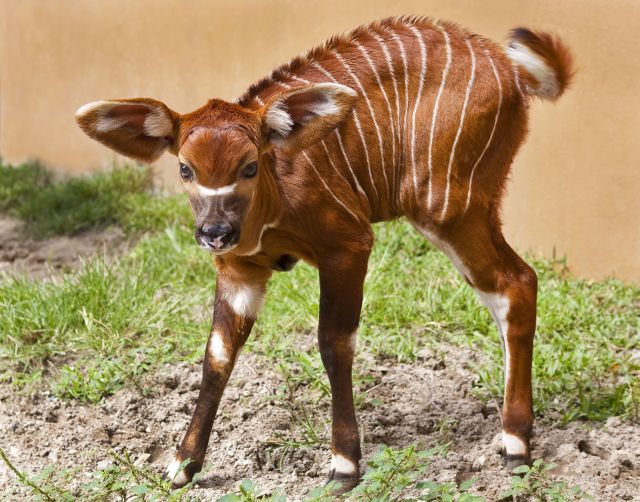 These funny animals (38 pics)