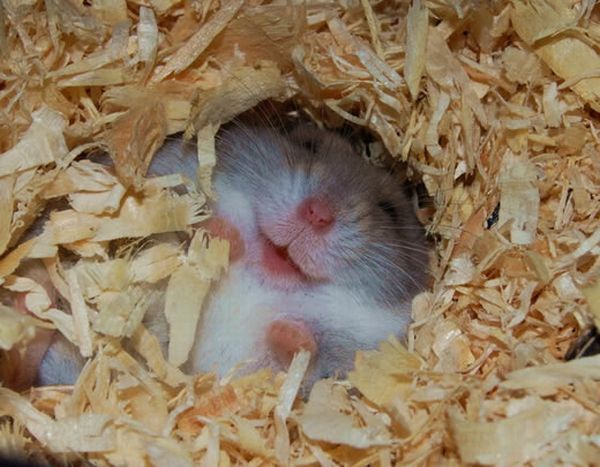 These funny animals (38 pics)