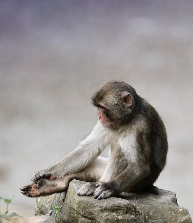 These funny animals (38 pics)