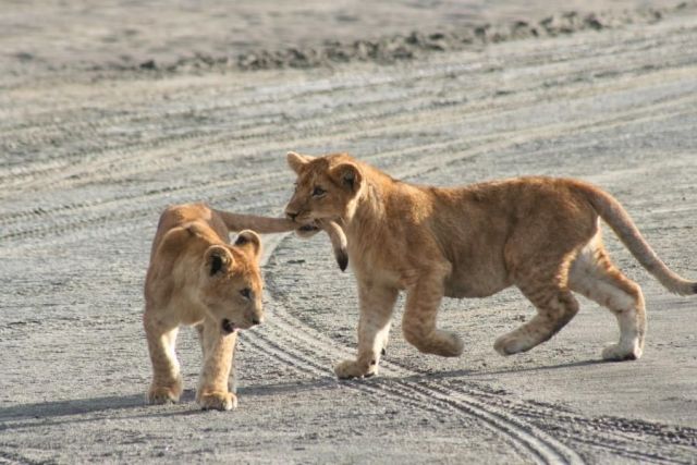 These funny animals (38 pics)