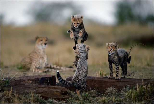 These funny animals (38 pics)