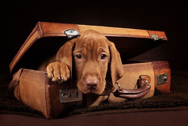 These funny animals (38 pics)