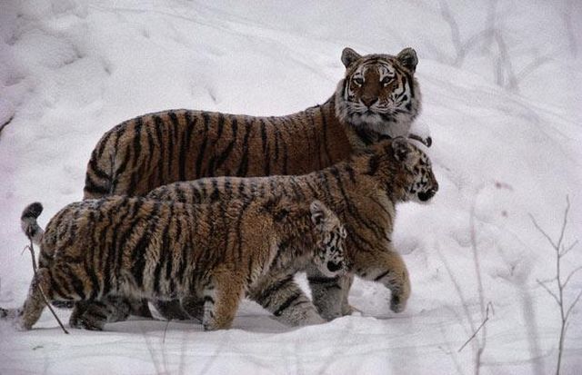 These funny animals (38 pics)