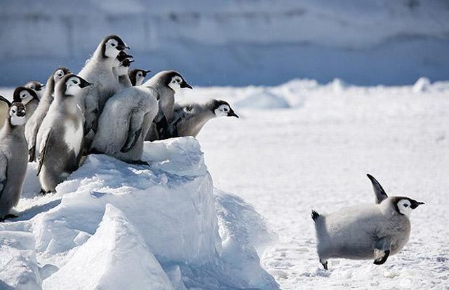 These funny animals (38 pics)