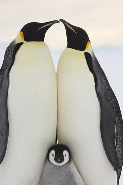 These funny animals (38 pics)