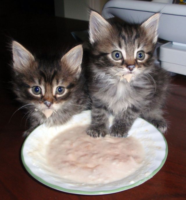 These funny animals (38 pics)