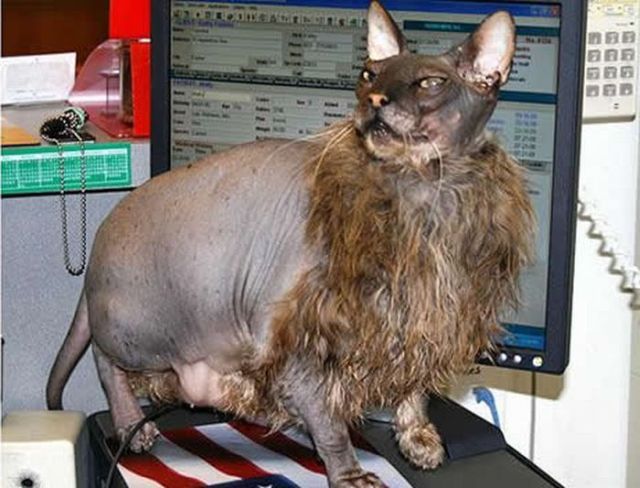 These funny animals (38 pics)