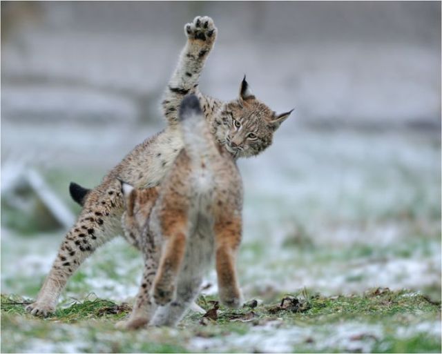 These funny animals (38 pics)