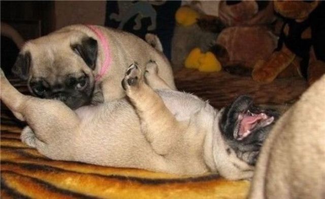 These funny animals (38 pics)