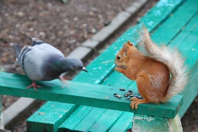 These funny animals (38 pics)