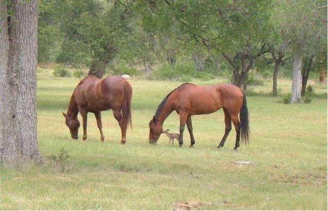 These funny animals (38 pics)