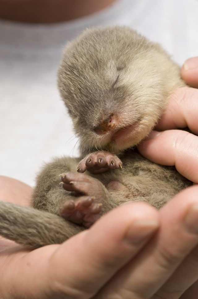 These funny animals (38 pics)