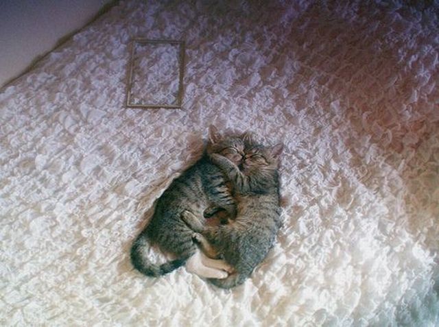 These funny animals (38 pics)