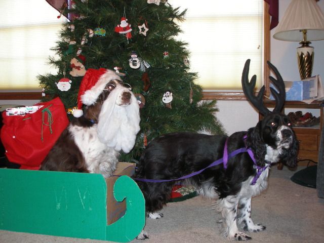 These funny animals (38 pics)