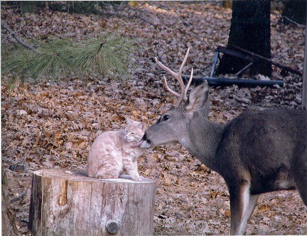 These funny animals (38 pics)