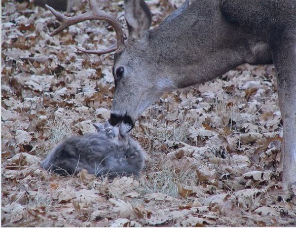 These funny animals (38 pics)