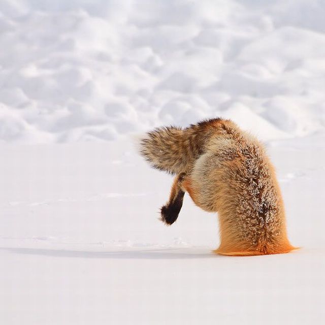 These funny animals (38 pics)