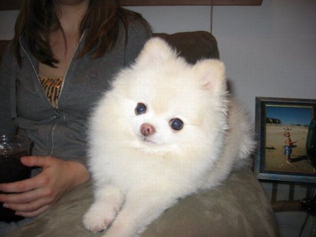 These funny animals (38 pics)