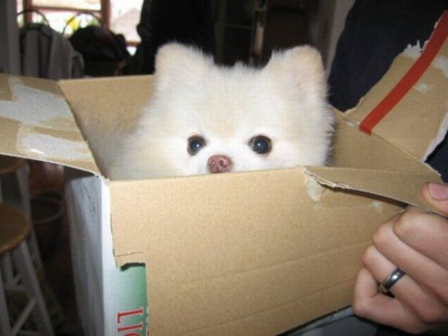 These funny animals (38 pics)