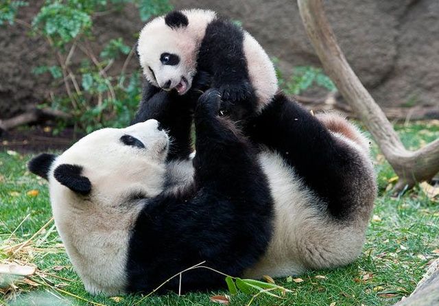These funny animals (38 pics)
