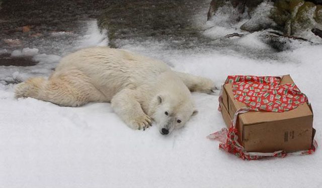 These funny animals (38 pics)