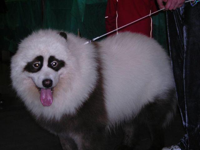 These funny animals (38 pics)