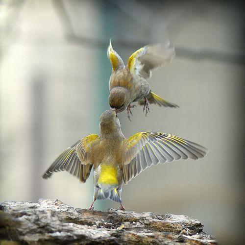 These funny animals (38 pics)