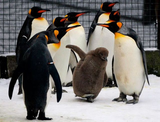 These funny animals (38 pics)