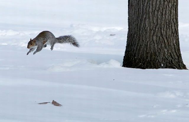 These funny animals (38 pics)