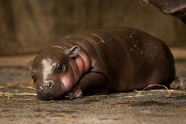 Cuteness Overload: Newborn Pygmy Hippo (13 pics)