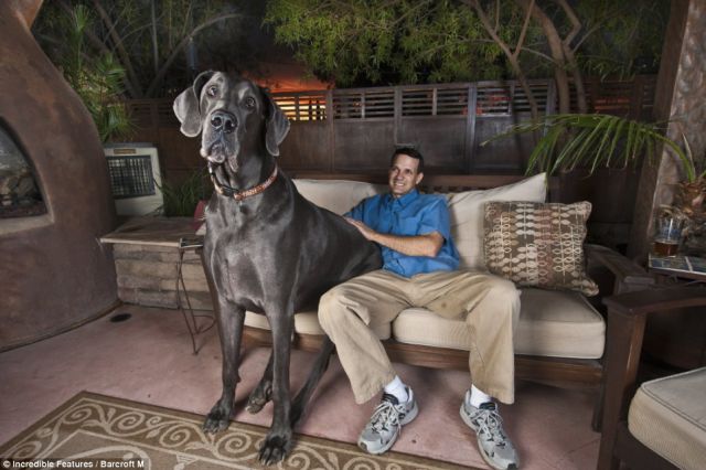A Great Dane as Big as a Pony!! (5 pics)