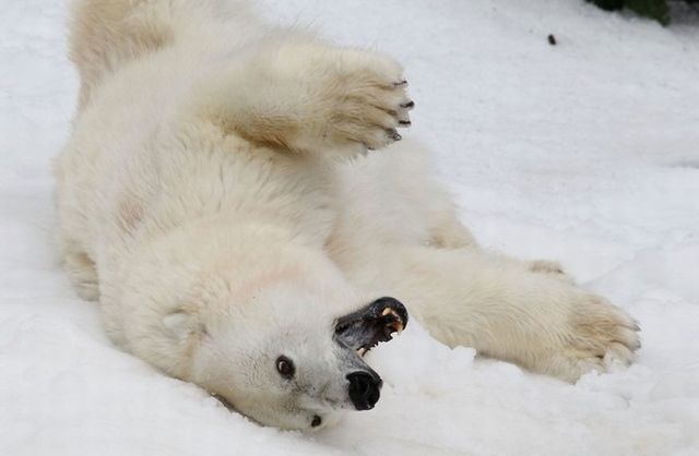 It’s Christmas too for Polar Bears in San Francisco Zoo! (14 pics)