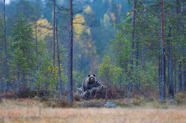 Cute Brown Bears (15 pics)