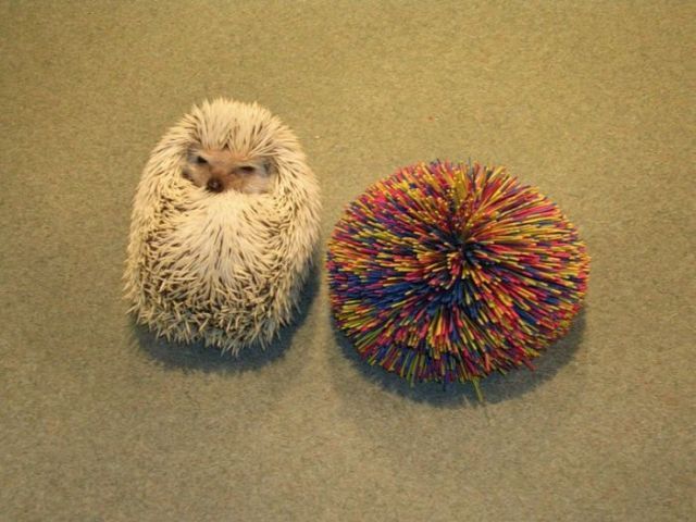Funny Hedgehogs (34 pics)