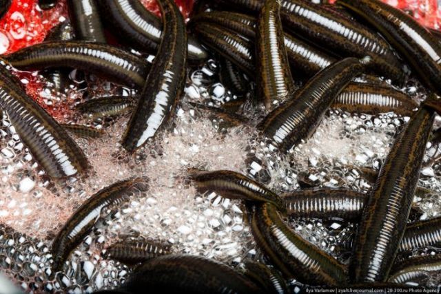Leech Farm. Part 2 (39 pics)