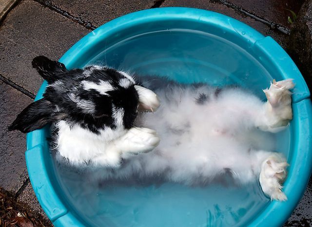 These funny animals (43 pics)