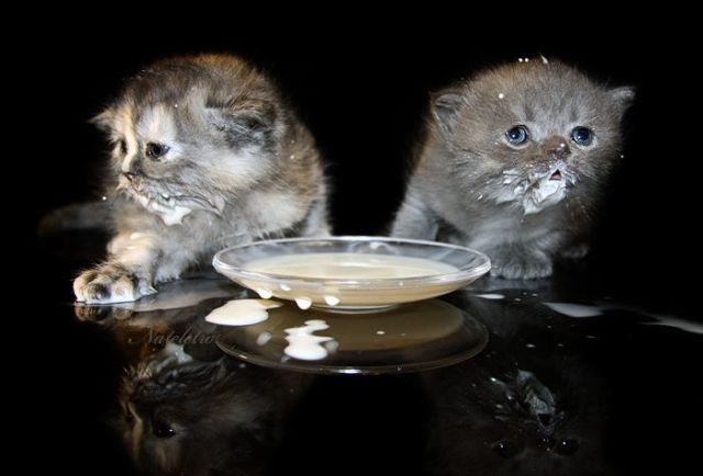 These funny animals (43 pics)