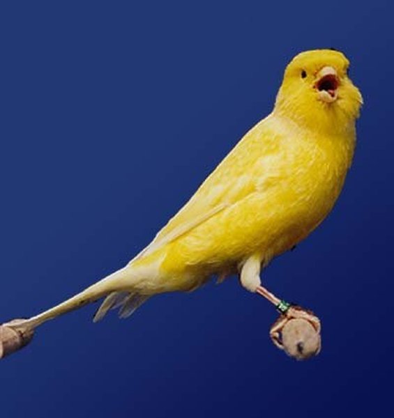 Canary Costume. Way Too Hilarious (4 pics)