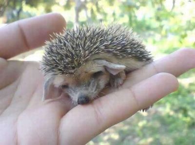 TOP 10. The Most Popular Posts of 2009 in Category ANIMALS
